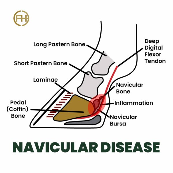 Complete Guide on Navicular Disease in Horses FormaHoof