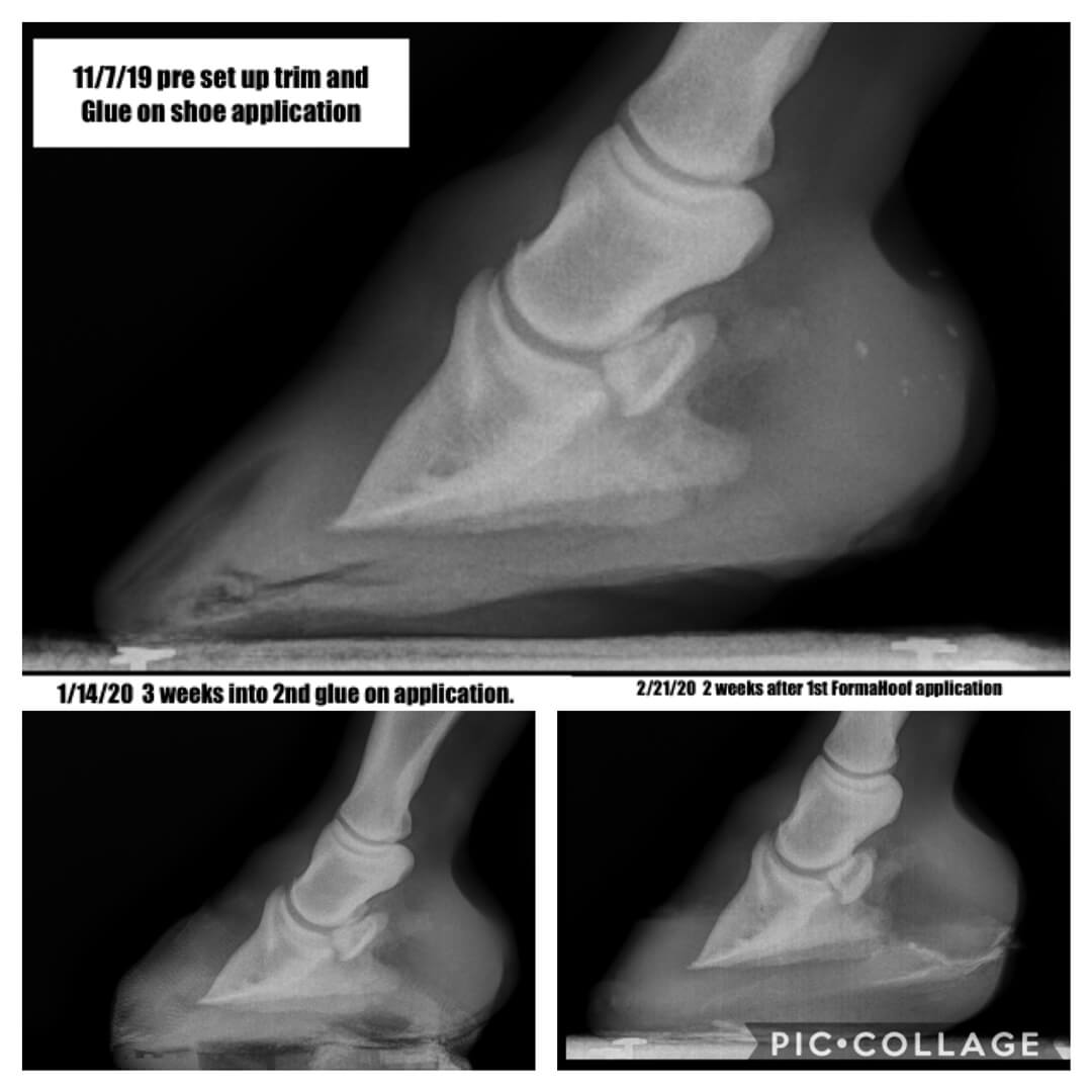 X-rays of Laminitis present in Alaska's hoof