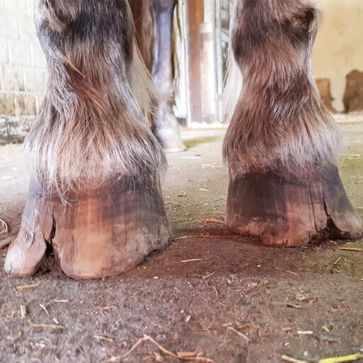 Treating White Line Disease Malva's hooves