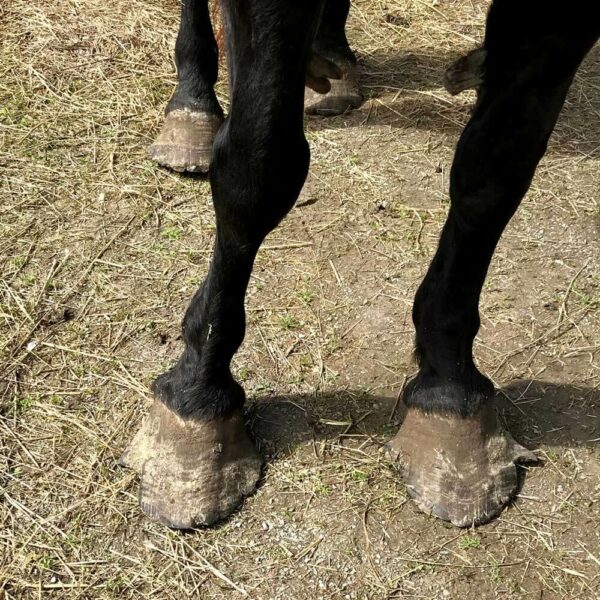 Supportive Laminitis Treatment Hugo’s Road To Recovery