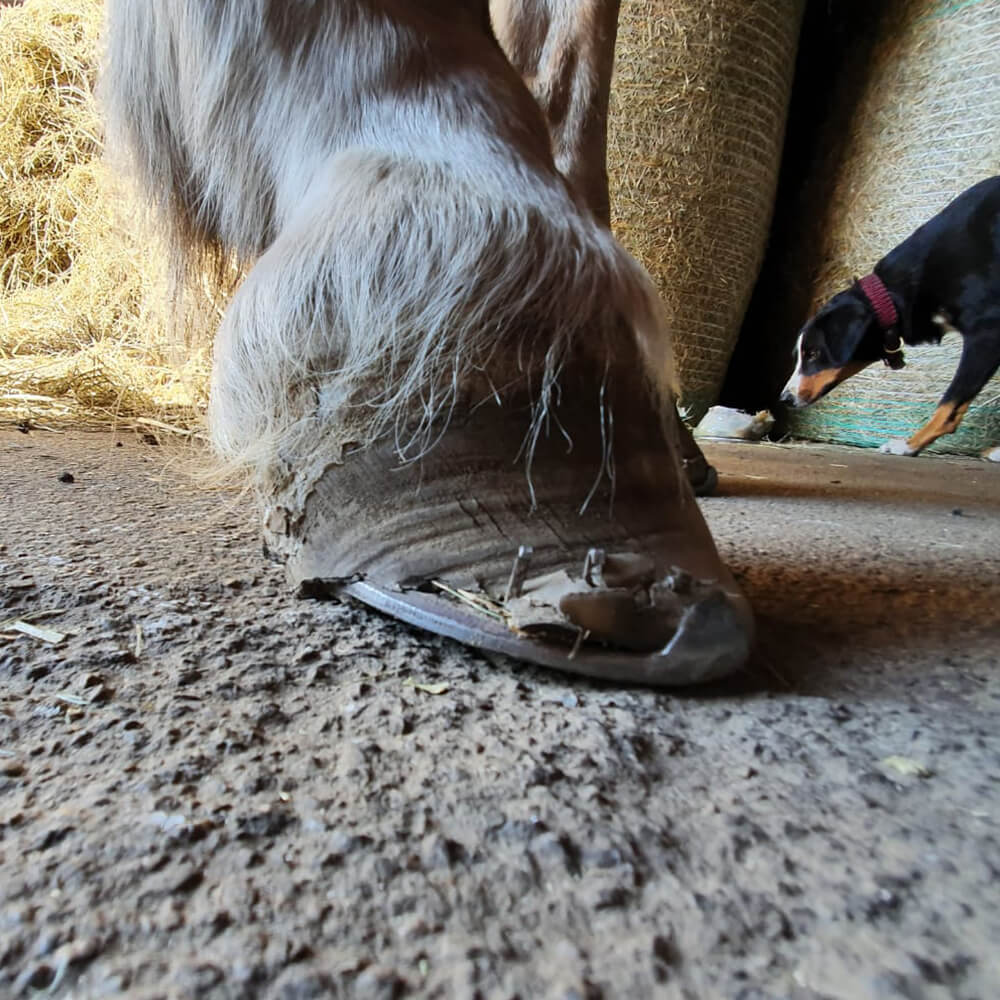 Laminitis Rehabilitation Support FormaHoof