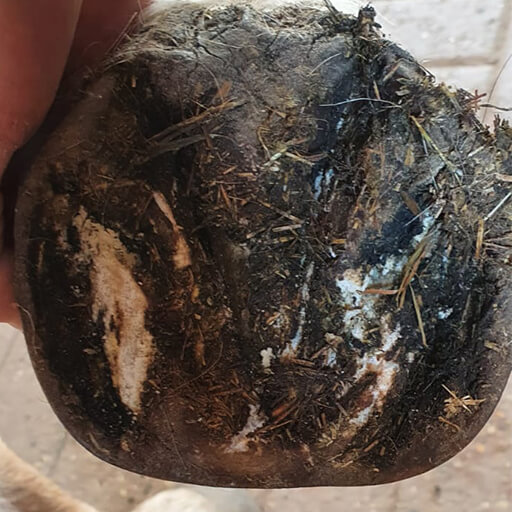 Laminitis or PPID image of horses hoof