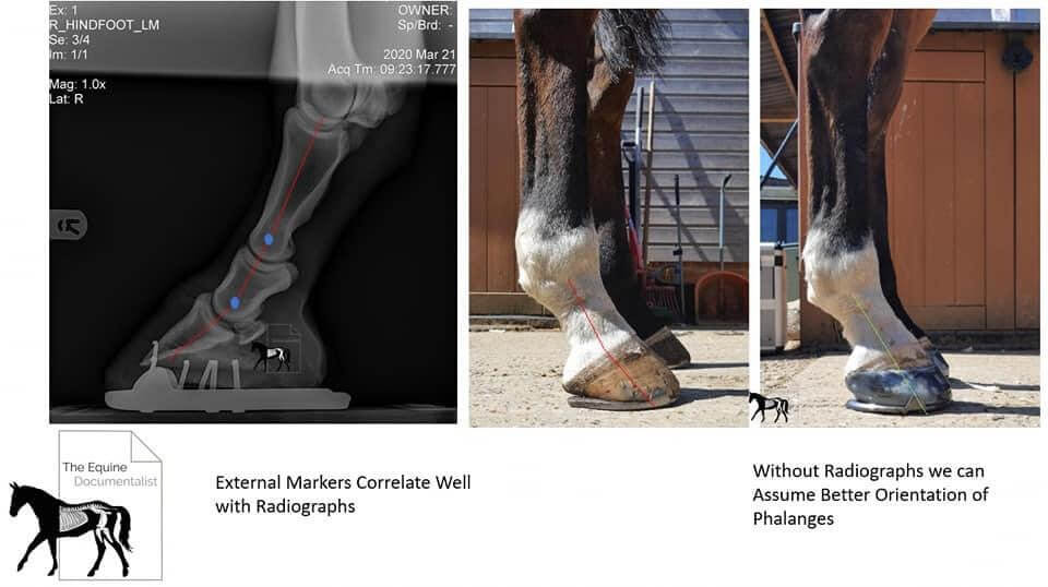 Negative Plantar Angle Hoof Pictures