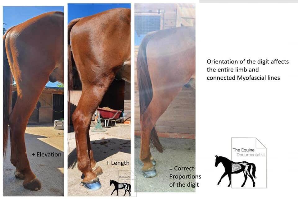 Horse Posture Negative Plantar Angle