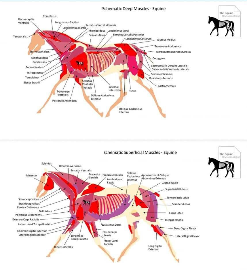 Equine Muscle Schematic