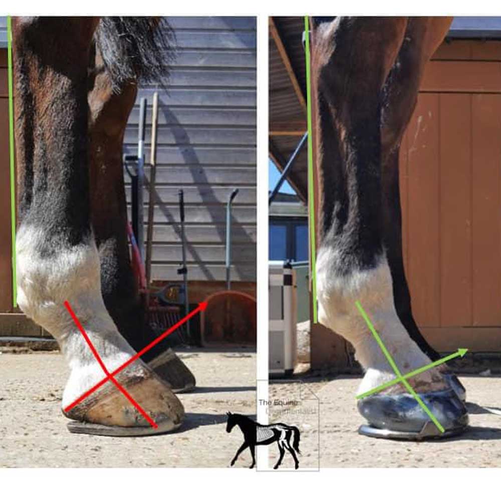 Long-Toe, Low-Heel Hooves: Let Them Grow Naturally? – The Horse