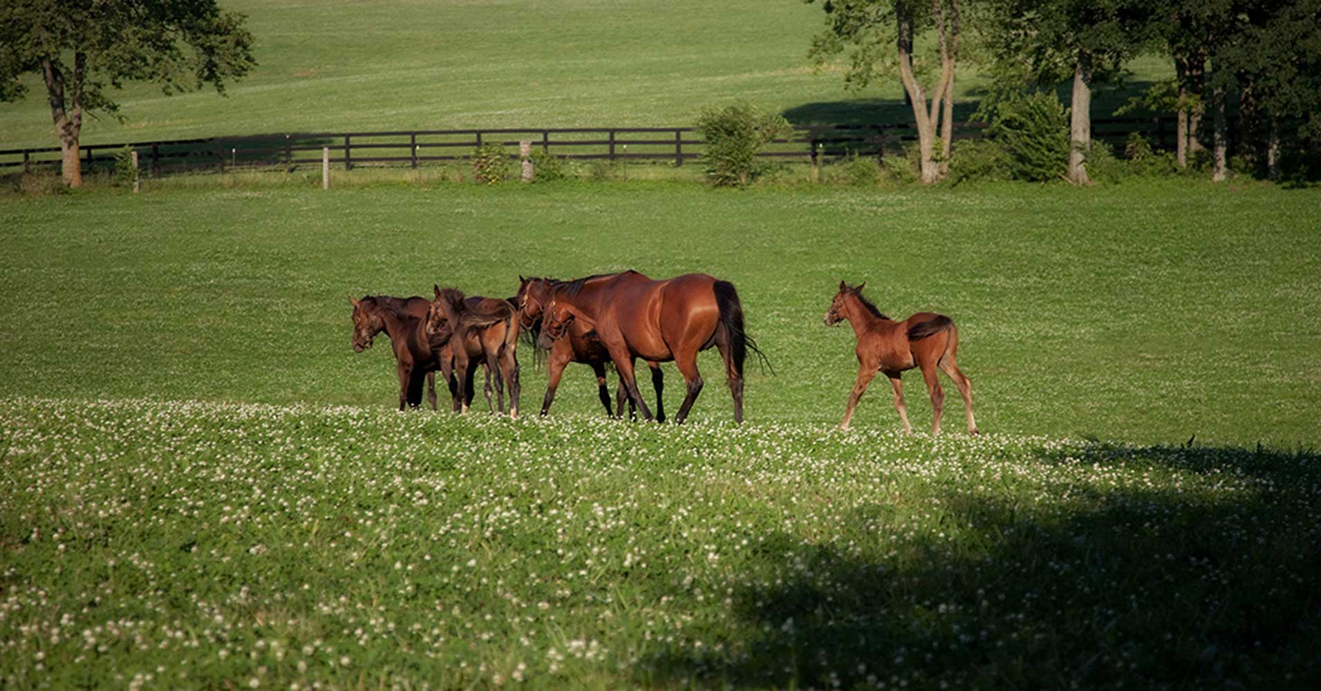 Horse Breeders' Ultimate Hoof Care Guide