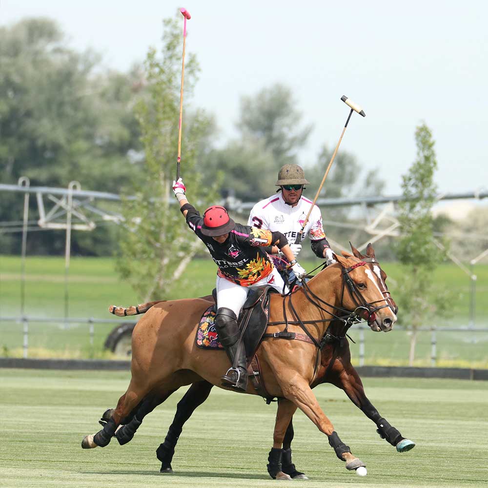 polo horses