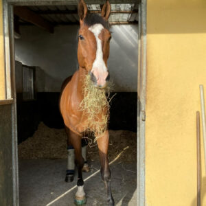 Feeding Horse With Laminitis