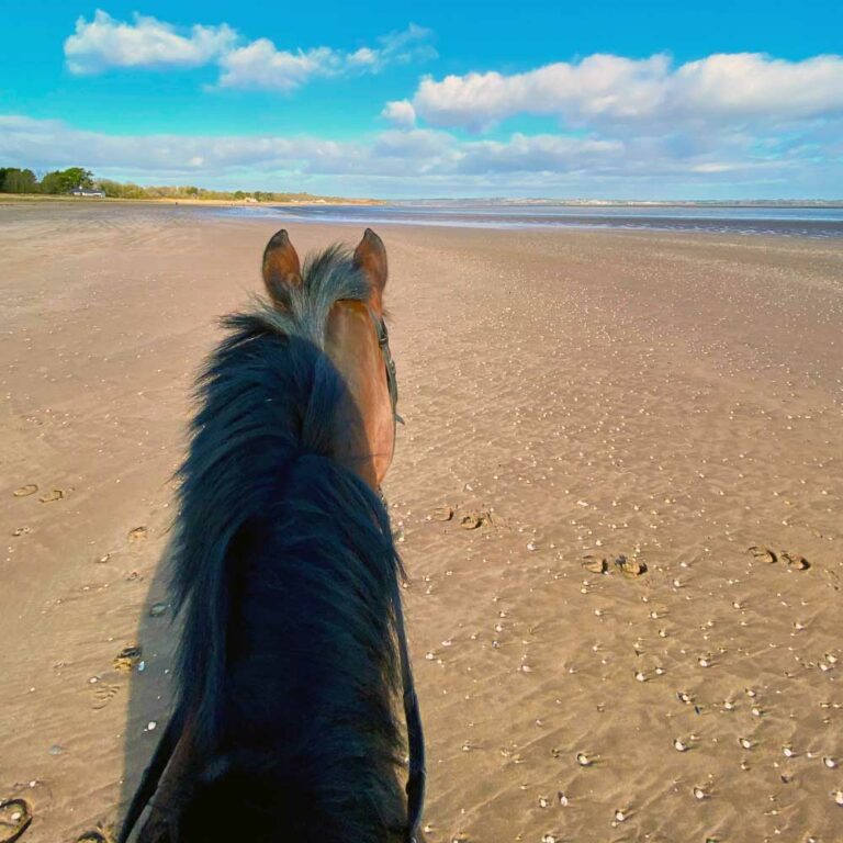 Horse at the beach