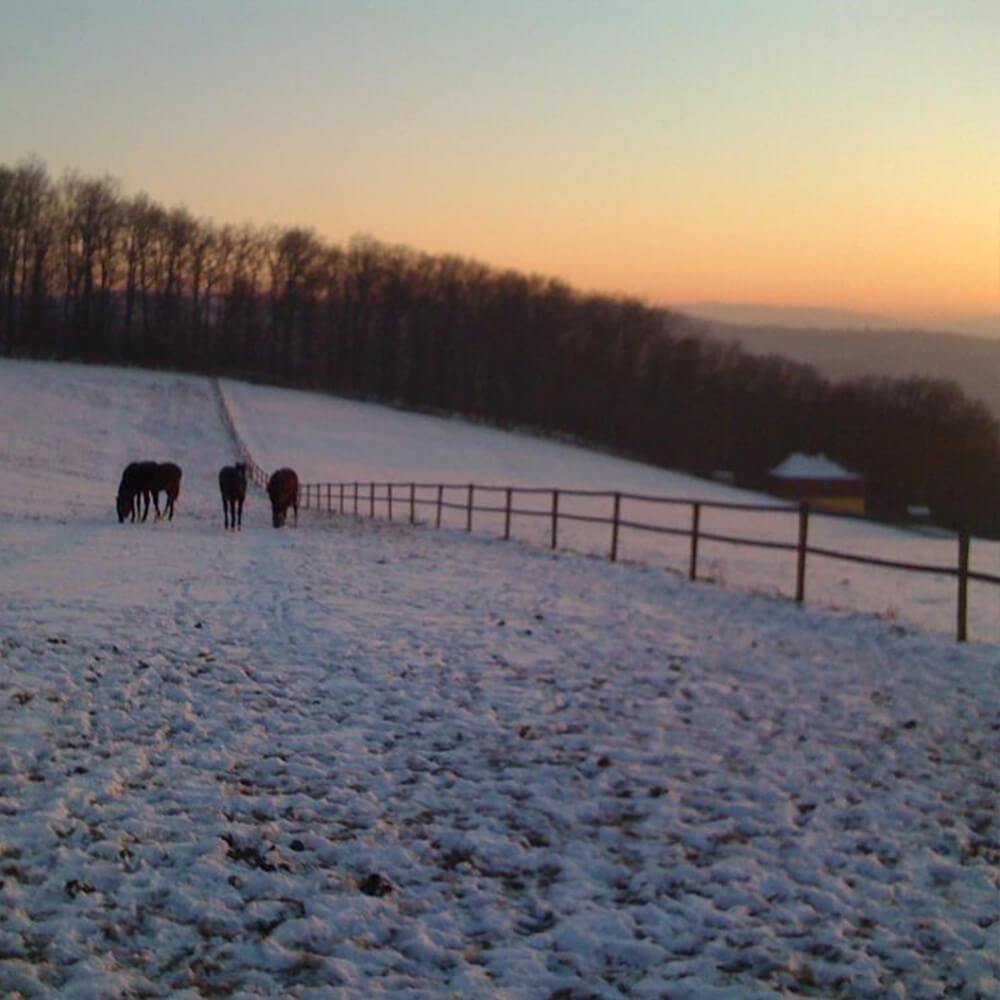 Horse in Frozen field