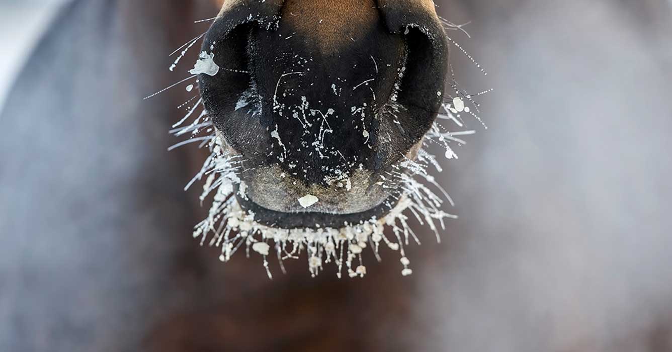 Winter Horse Hoof Care Essential Tips & Nutrition Insights