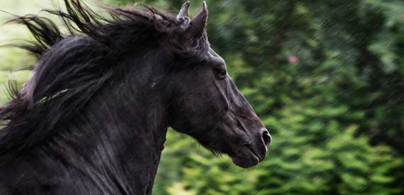 Laminitis in Stallion After Treated With FormaHoof
