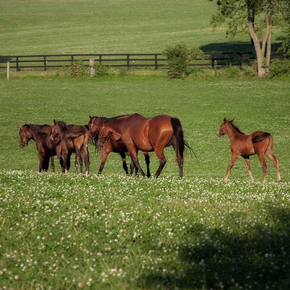 Hoof Care For Large Equine