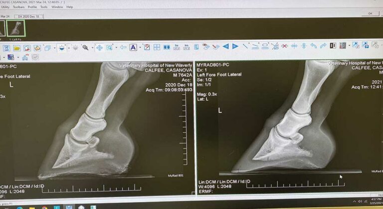 Hoof Xray Before and After