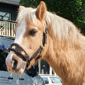 Nutrition And Care For PPID Horse
