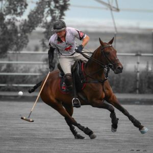 horse polo