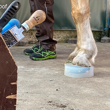 Mould on Horse's Hoof