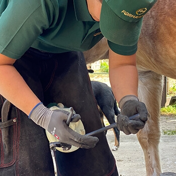 Trim Horses Hoof