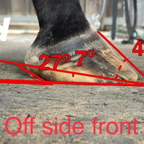 Managing Low Heels in Performance Horses – The Horse