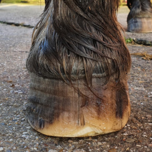 Transition Horse to Barefoot