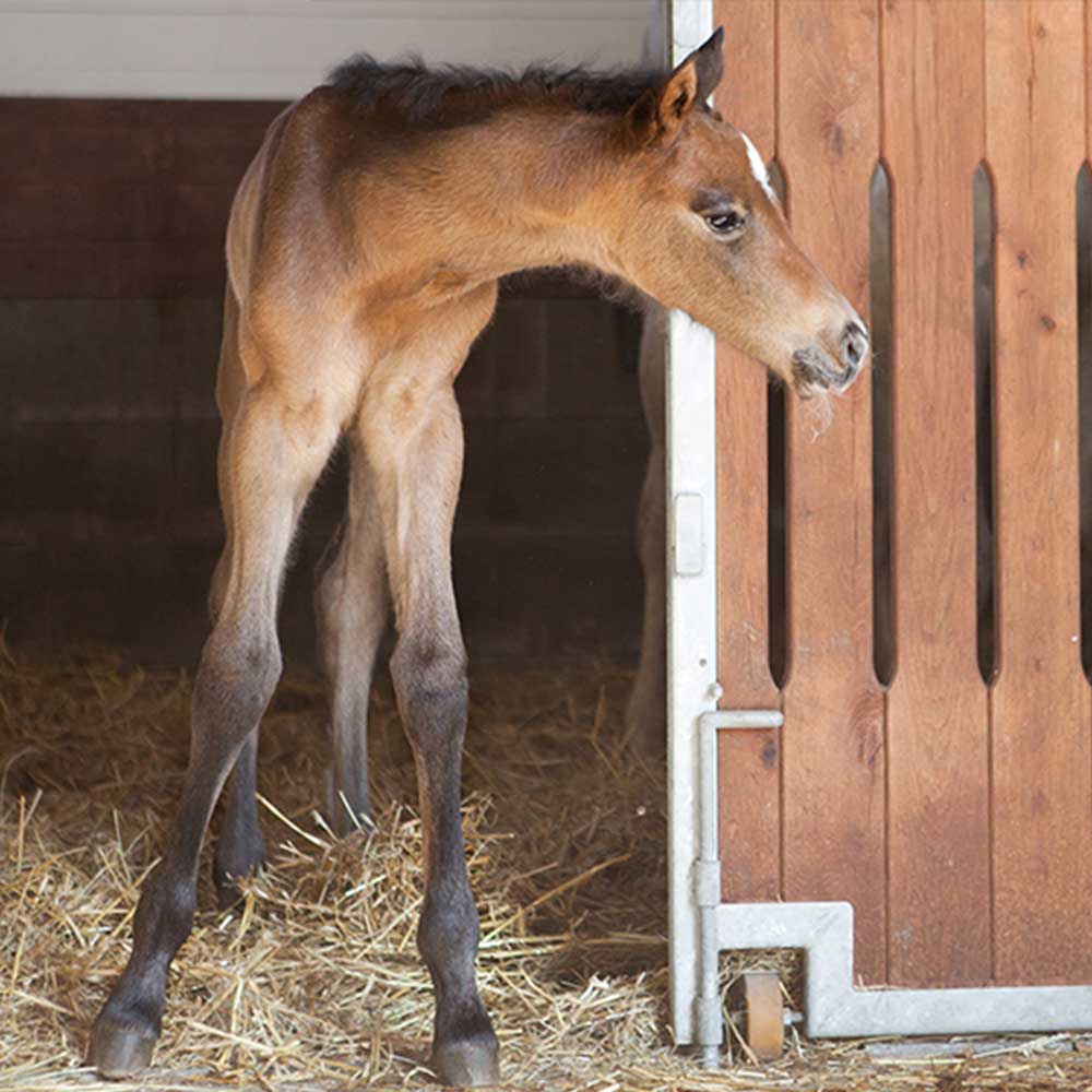 Newborn Horse Hooves