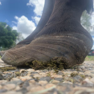 treatment horse foal breeding conformation fault laminitis