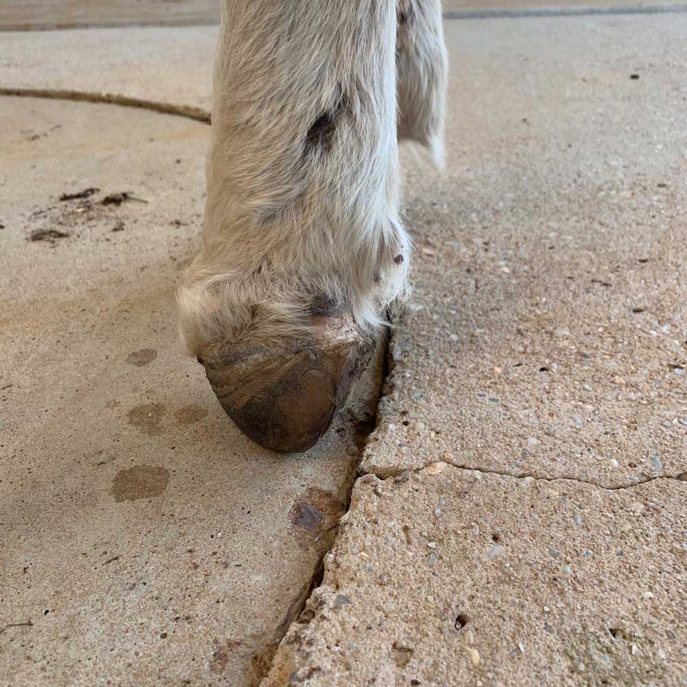 Lost Hoof Capsule Recovery with FormaHoof A Miracle Story