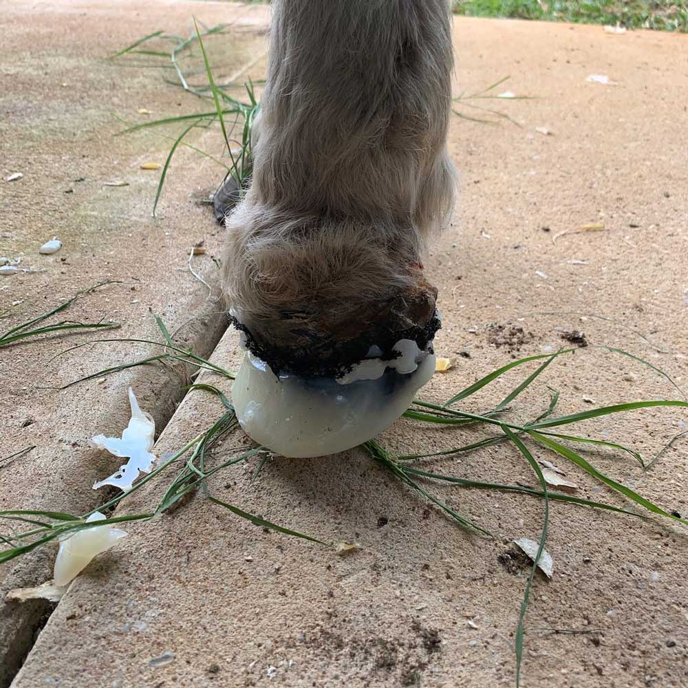 Hoof Abscesses in Horses