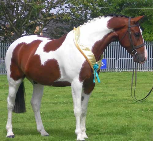 sole laminitis in horses