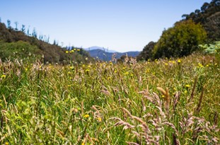 Biodiversity for Equine Nutrition