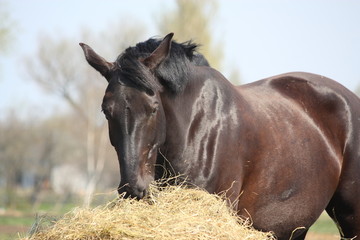 Feeding Horse For Hoof Health