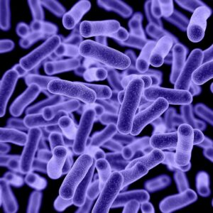 Hindgut Microbes And Hoof Health