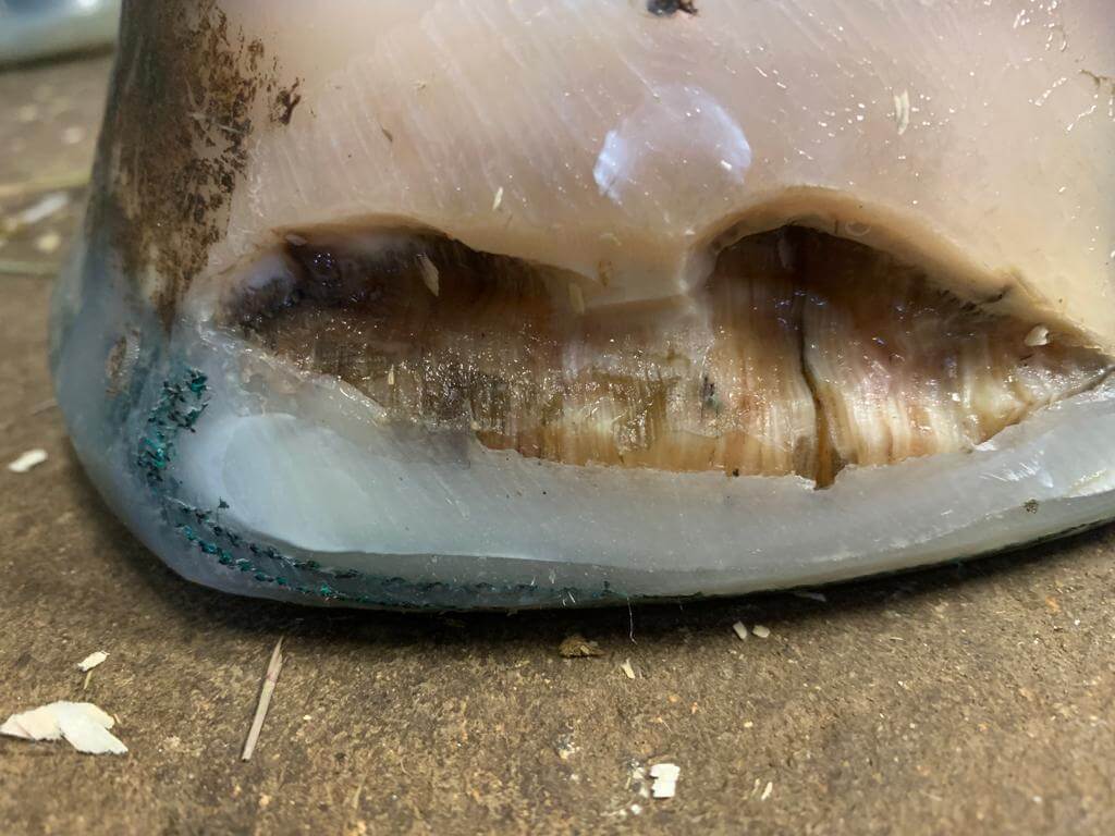 hole in horses hoof