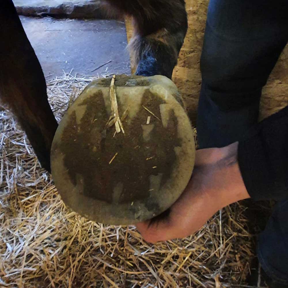 Mare FormaHoof Application