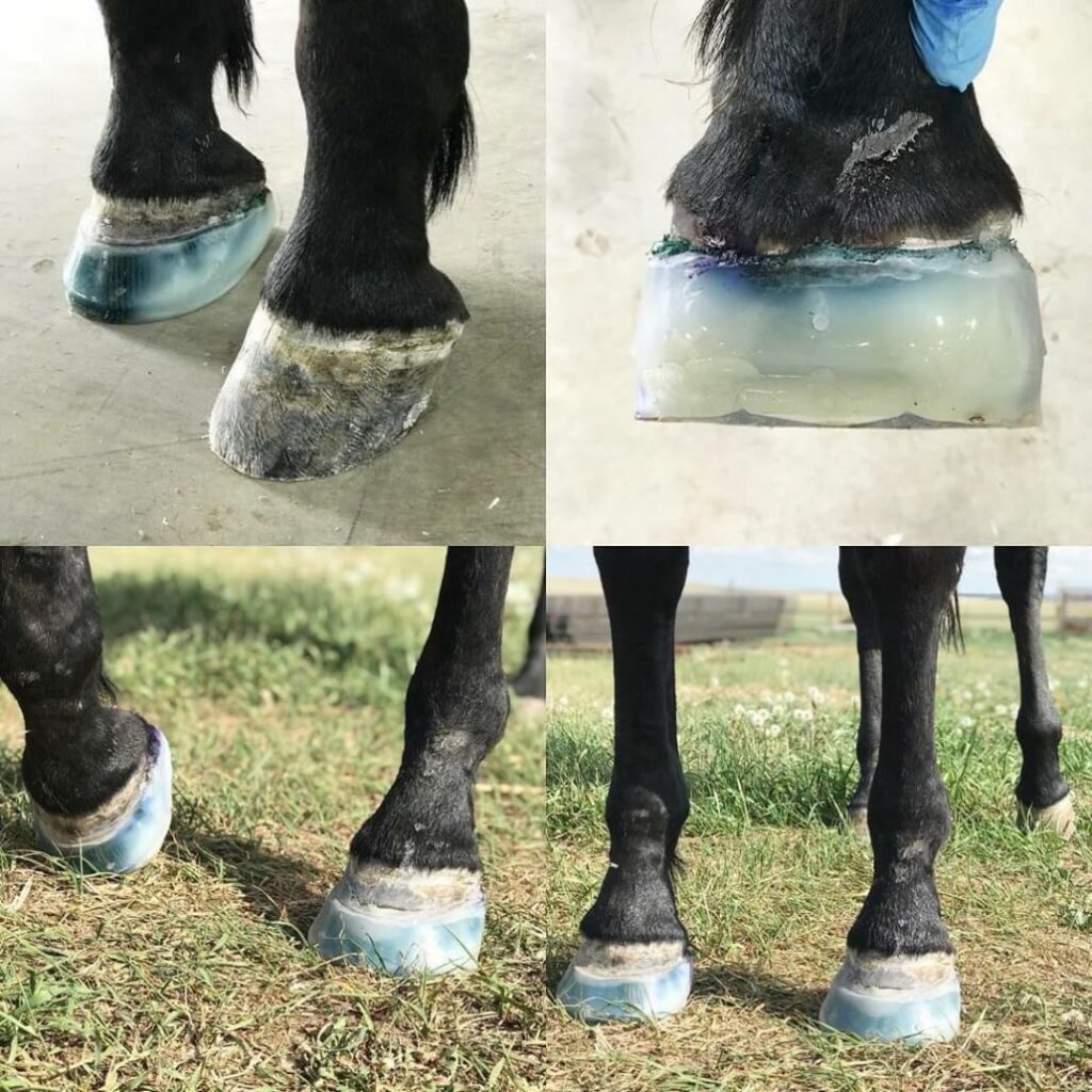 Navicular Disease Treatment for Horses with FormaHoof