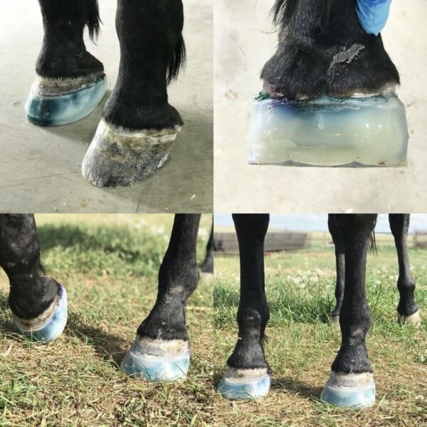 Navicular Disease Treatment for Horses with FormaHoof