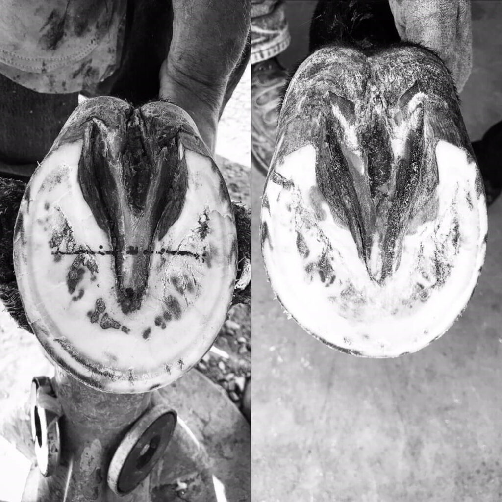 Navicular Disease Treatment for Horses with FormaHoof