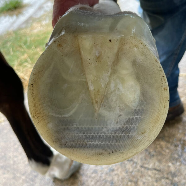 Treating Navicular Disease in Horses with FormaHoof Expert