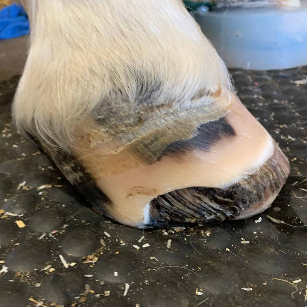 symptoms of laminitis in horses