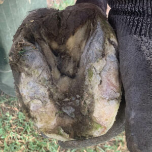 sole laminitis in horses hoof