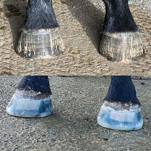 Repair cracked horse hooves