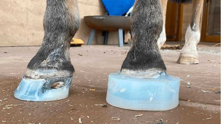 Advanced Hoof Care Techniques