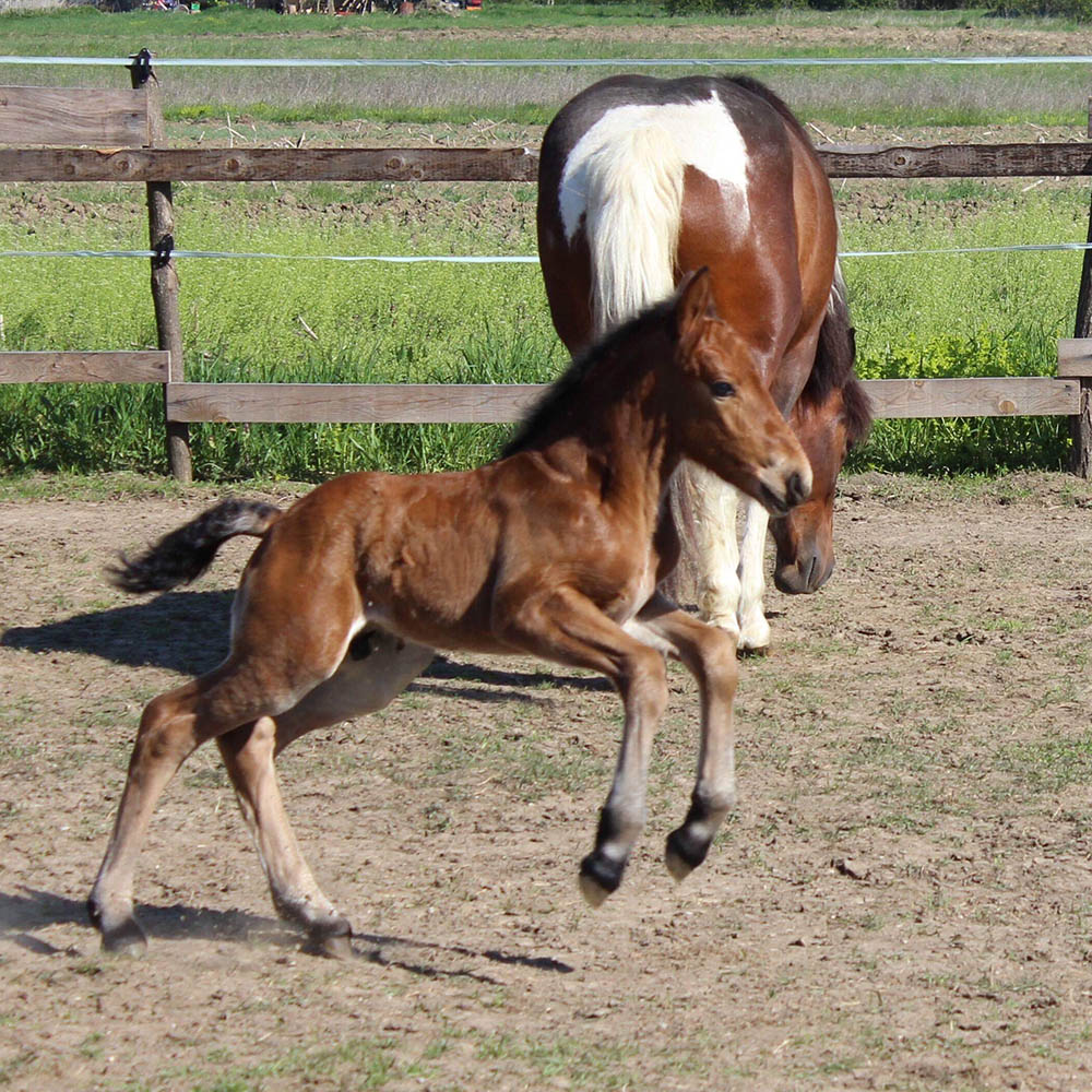 Treating ALDs in Foals