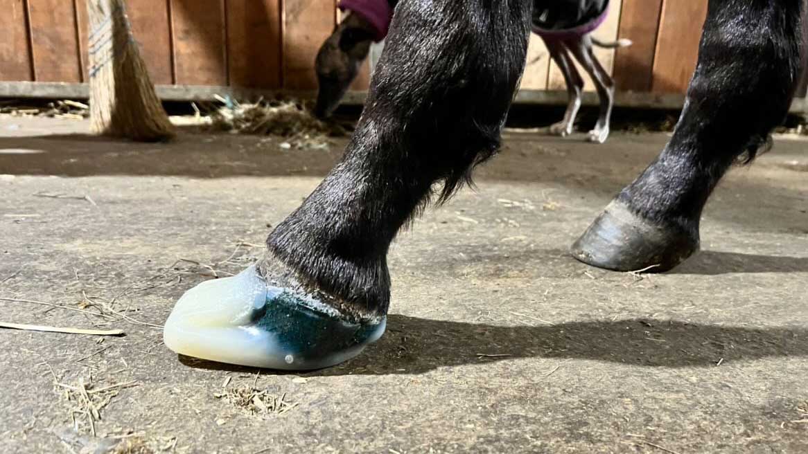 Foal Conformation Angular Limb Deformities and Club Foot