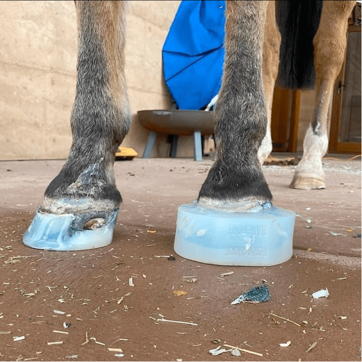 white line disease horse treatment