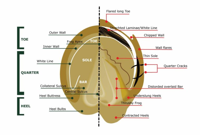 Common Hoof Problems in Horses