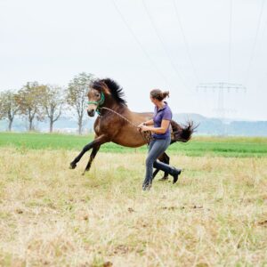 Horse Nutritionist