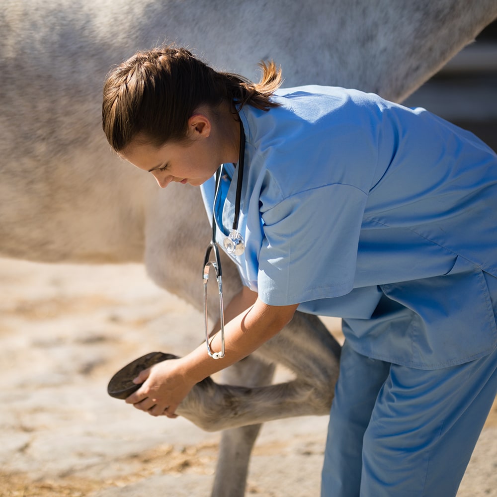 become-an-equine-vet-step-by-step-career-guide