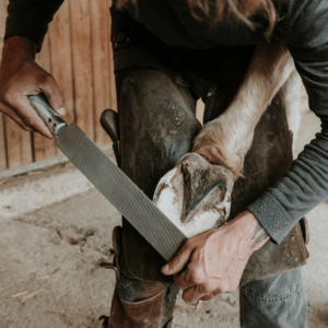 barefoot horse trimming